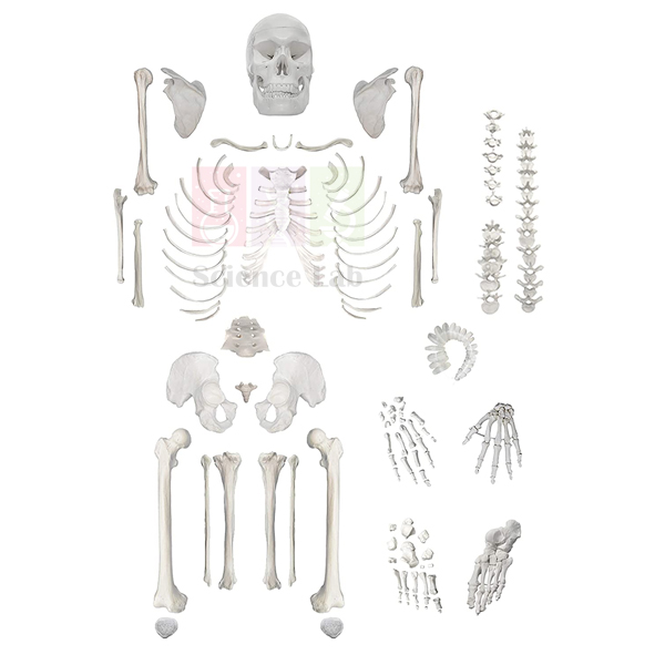 Human Skeleton Model, Disarticulated